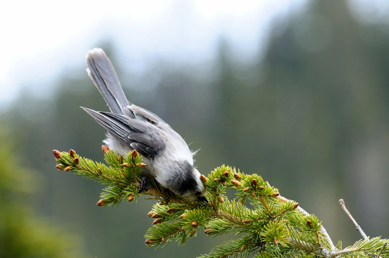 カナダカケス 成鳥  （５態-2）　アルパインビジターセンター　米国　Alpine Visitor Center, America　2013/07/01　Photo by Kohyuh