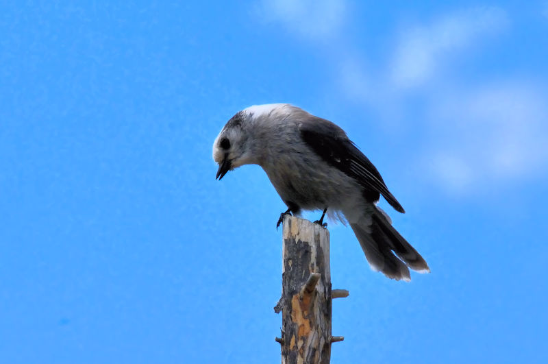 カナダカケス 成鳥  （５態-3）　アルパインビジターセンター　米国　Alpine Visitor Center, America　2013/07/01　Photo by Kohyuh