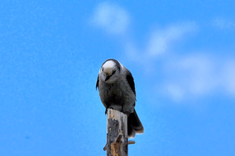 カナダカケス 成鳥  （５態-4）　アルパインビジターセンター　米国　Alpine Visitor Center, America　2013/07/01　Photo by Kohyuh