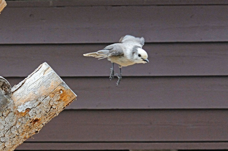 カナダカケス 成鳥  （５態-5）　アルパインビジターセンター　米国　Alpine Visitor Center, America　2013/07/01　Photo by Kohyuh