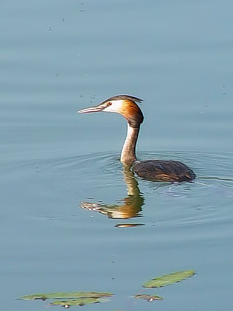 A JJCcu@@ĉH@PLj΁@MV@Kerkini, Greece@2008/05/28@Photo by Kohyuh