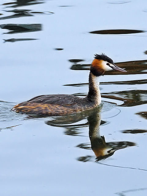 ⑧ カンムリカイツブリ　エンクホイゼン　オランダ　Enkhuizen, Netherlands　2011/06/06　Photo by Kohyuh