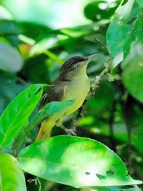 ① カンムリオリーブヒヨ　成鳥　ジャンダ・バイク　マレーシア　Janda Baik, Malaysia　　2010/05/23　Photo by Kohyuh