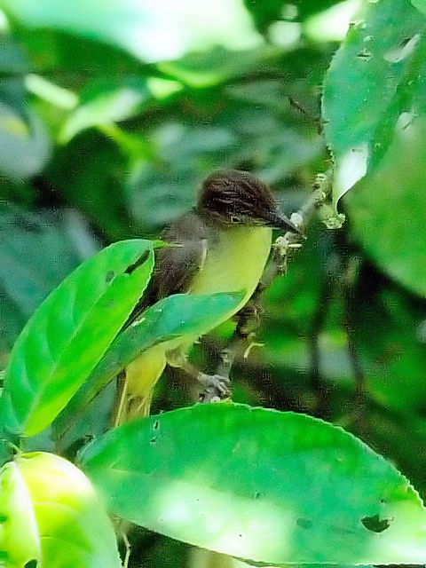 ② カンムリオリーブヒヨ　成鳥　ジャンダ・バイク　マレーシア　Janda Baik, Malaysia　　2010/05/23　Photo by Kohyuh