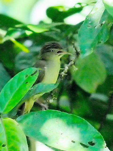 ③ カンムリオリーブヒヨ　成鳥　ジャンダ・バイク　マレーシア　Janda Baik, Malaysia　　2010/05/23　Photo by Kohyuh