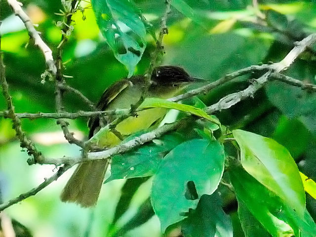 ④ カンムリオリーブヒヨ　成鳥　ジャンダ・バイク　マレーシア　Janda Baik, Malaysia　　2010/05/23　Photo by Kohyuh