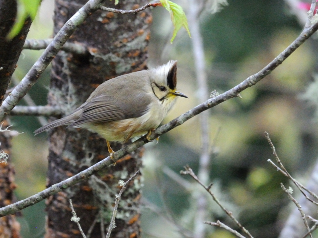 ① カンムリチメドリ　成鳥　鞍馬山荘近郊　大雪山国家森林遊楽区　台湾　near by Anma Villa, Dasyueshan National Forest Recreation Area, Taiwan　2012/02/29　Photo by Kohyuh