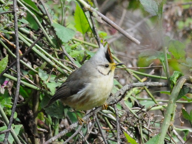 ② カンムリチメドリ　成鳥　鞍馬山荘近郊　大雪山国家森林遊楽区　台湾　near by Anma Villa, Dasyueshan National Forest Recreation Area, Taiwan　2012/02/29　Photo by Kohyuh