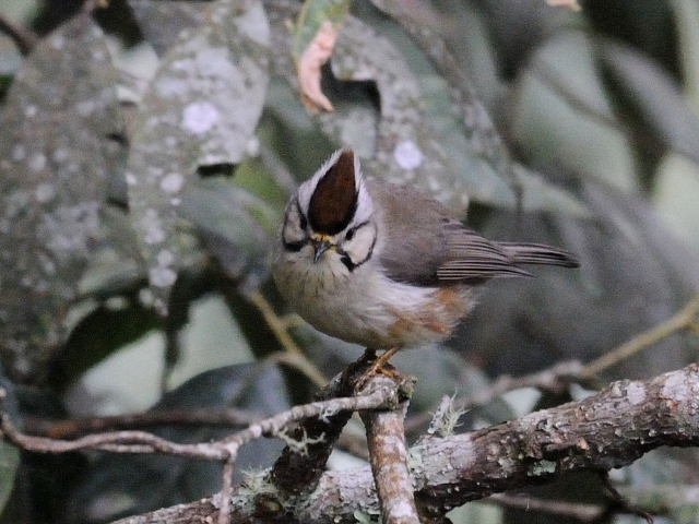 ⑥ カンムリチメドリ　成鳥　鞍馬山荘近郊　大雪山国家森林遊楽区　台湾　near by Anma Villa, Dasyueshan National Forest Recreation Area, Taiwan　2012/03/01　Photo by Kohyuh