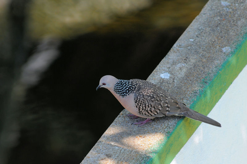 カノコバト（２態-1）　モラガラ・ビーチ近郊のホテルの庭　ベルワラ　スリランカ　Hotel's garden near by Moragalla Beach, Beruwala, Sri Lanka　2019/01/23　Photo by Kohyuh