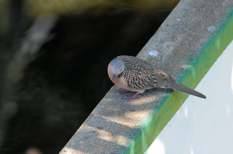 カノコバト（２態-2）　モラガラ・ビーチ近郊のホテルの庭　ベルワラ　スリランカ　Hotel's garden near by Moragalla Beach, Beruwala, Sri Lanka　2019/01/23　Photo by Kohyuh