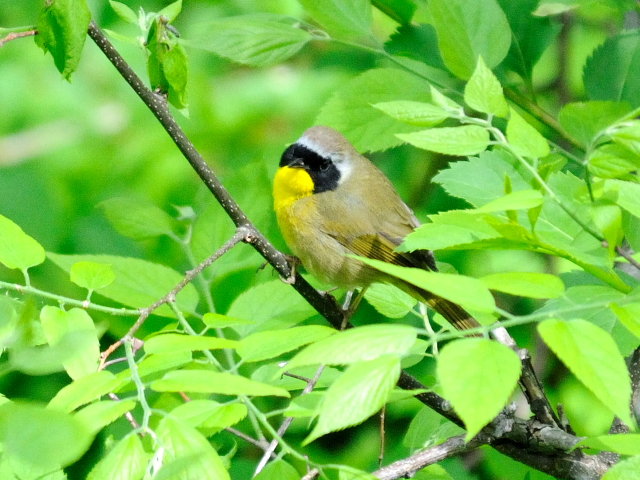 ② カオグロアメリカムシクイ ♂　成鳥　セントラル・パーク　ニューヨーク　米国　Newyork, America　2013/05/13　Photo by Kohyuh