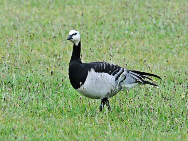 ① カオジロガン　デ・ホーヘ・フェルウェ国立公園　アーネム　オランダ　De Hoge Veluwe National Park, Arnhem, Netherlands　2011/05/31　Photo by Kohyuh