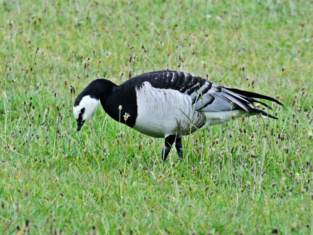 ② カオジロガン　デ・ホーヘ・フェルウェ国立公園　アーネム　オランダ　De Hoge Veluwe National Park, Arnhem, Netherlands　2011/05/31　Photo by Kohyuh