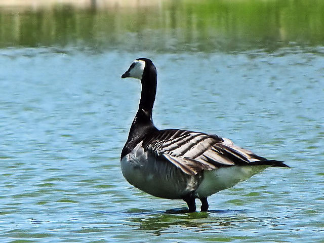 ②  カオジロガン　成鳥　ウェックスフォード野鳥保護区　アイルランド　Wexford Wildfowl Reserve, Ireland　2009/06/01　Photo by Kohyuh