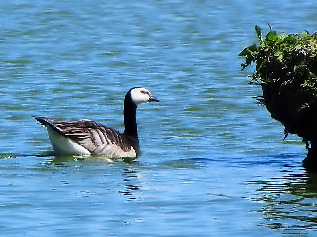 ③  カオジロガン　成鳥　ウェックスフォード野鳥保護区　アイルランド　Wexford Wildfowl Reserve, Ireland　2009/06/01　Photo by Kohyuh