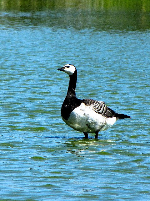 ① カオジロガン　成鳥　ウェックスフォード野鳥保護区　アイルランド　Wexford Wildfowl Reserve, Ireland　2009/06/01　Photo by Kohyuh