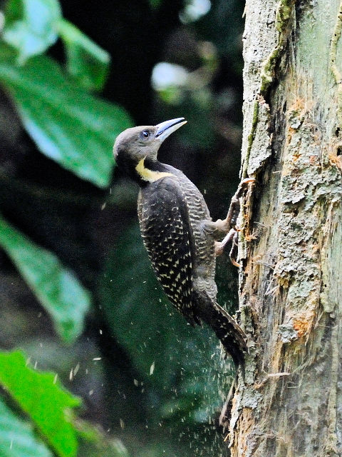 ① カレハゲラ　成鳥 ♀　タマン・ネガラ　マレーシア　Taman Negara, Malaysia　2010/06/07　Photo by Kohyuh