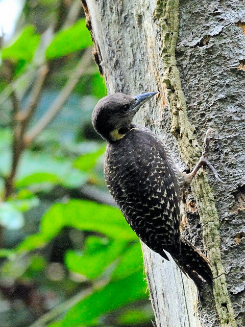 ② カレハゲラ　成鳥 ♀　タマン・ネガラ　マレーシア　Taman Negara, Malaysia　2010/06/07　Photo by Kohyuh