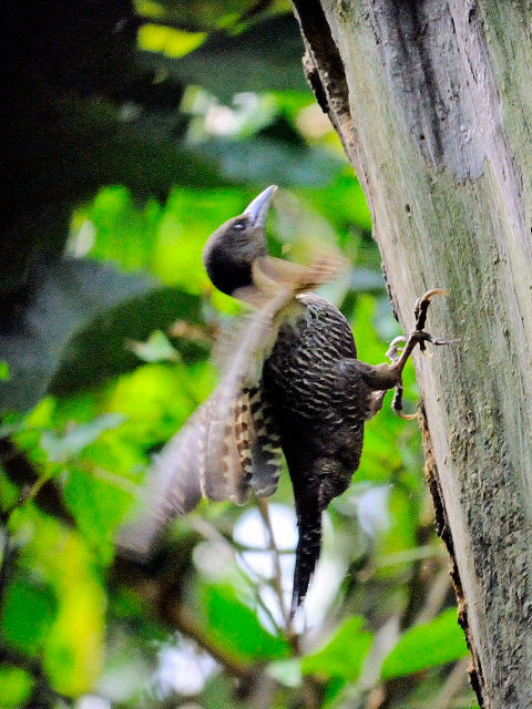 ③ カレハゲラ　成鳥 ♀　タマン・ネガラ　マレーシア　Taman Negara, Malaysia　2010/06/07　Photo by Kohyuh