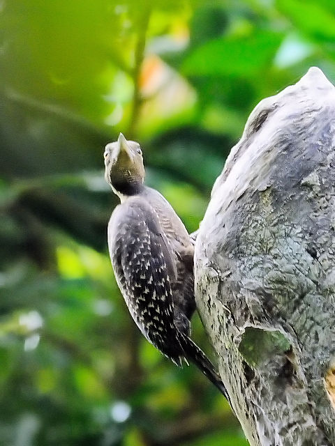 ④ カレハゲラ　成鳥 ♀　タマン・ネガラ　マレーシア　Taman Negara, Malaysia　2010/06/07　Photo by Kohyuh