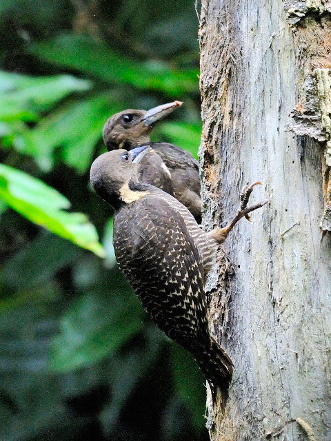 ⑤ カレハゲラ　親子　タマン・ネガラ　マレーシア　Taman Negara, Malaysia　2010/06/07　Photo by Kohyuh