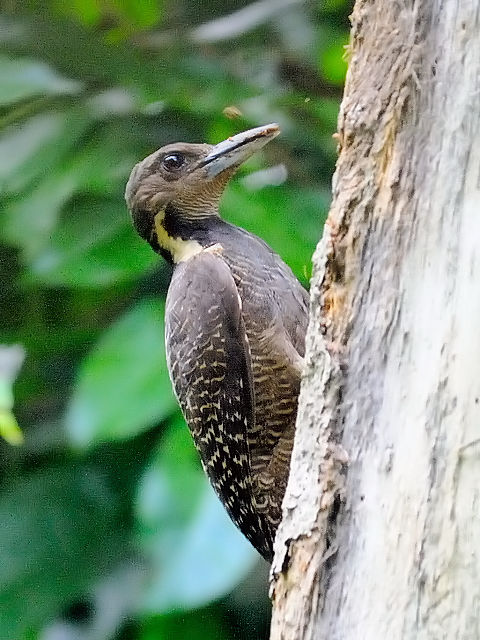 ⑥ カレハゲラ　若鳥　タマン・ネガラ　マレーシア　Taman Negara, Malaysia　2010/06/07　Photo by Kohyuh