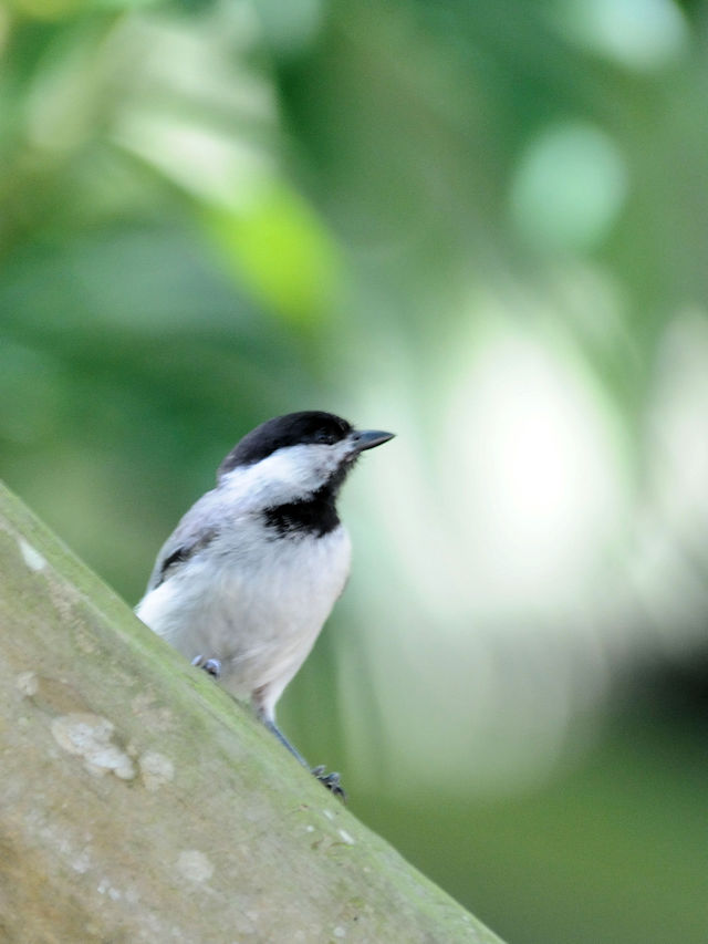 カロライナコガラ成鳥（３態-1）