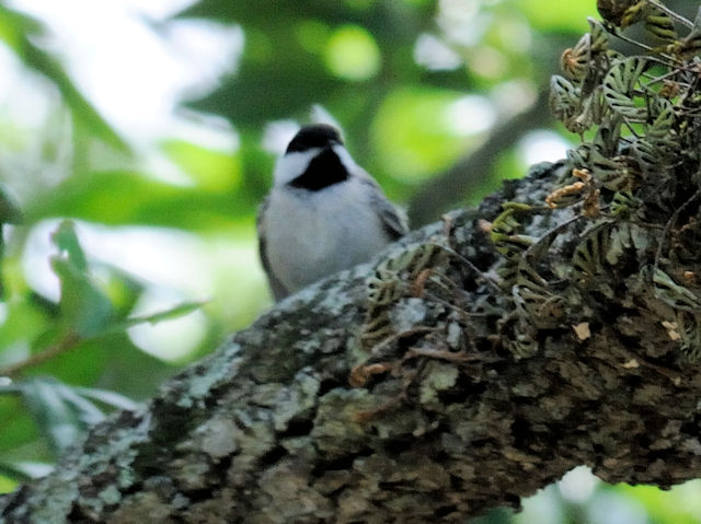 カロライナコガラ成鳥（３態-3）