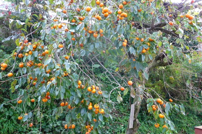 たわわに実る柿の木　2011/11/17 Photo by Hosoi