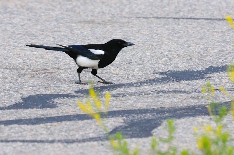 カササギ （３態-1）　グランドレイク　コロラド州　米国　Grand Lake, Colorado, America　2013/06/30　Photo by Kohyuh