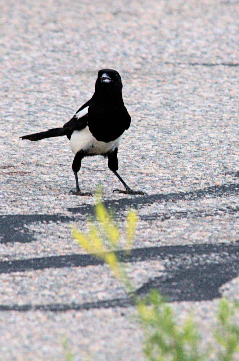 カササギ （３態-2）　グランドレイク　コロラド州　米国　Grand Lake, Colorado, America　2013/06/30　Photo by Kohyuh