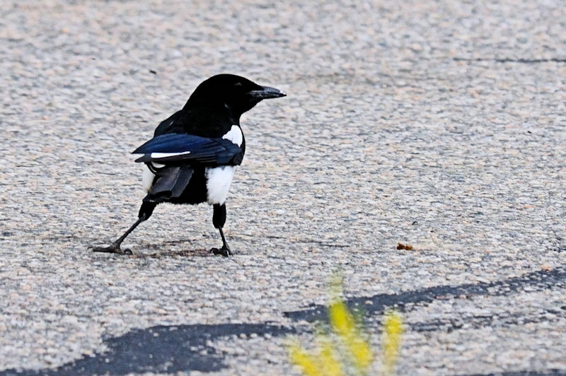 カササギ （３態-1）　グランドレイク　コロラド州　米国　Grand Lake, Colorado, America　2013/06/30　Photo by Kohyuh