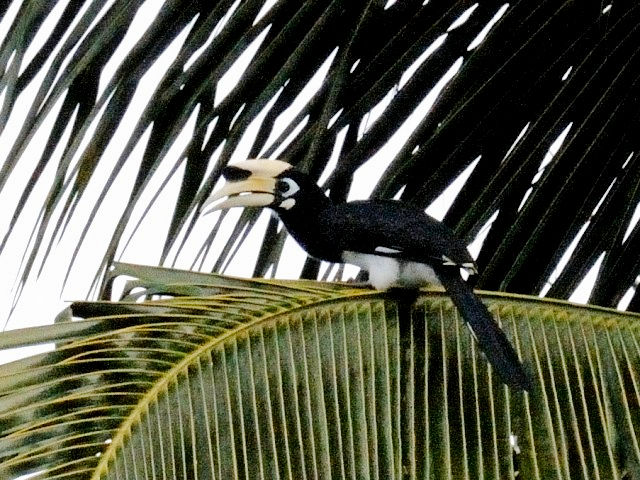 ② キタカササギサイチョウ ♂　成鳥　ランカウイ島　マレーシア　Pulau Langkawi, Malaysia　　2010/06/01　Photo by Kohyuh