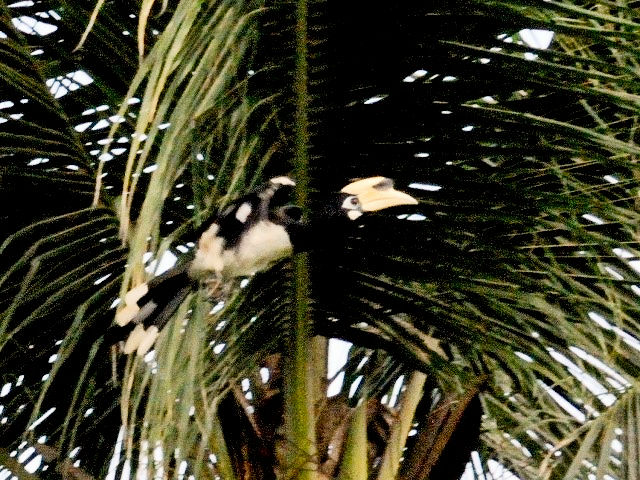 ③ キタカササギサイチョウ ♂　成鳥　ランカウイ島　マレーシア　Pulau Langkawi, Malaysia　　2010/06/01　Photo by Kohyuh