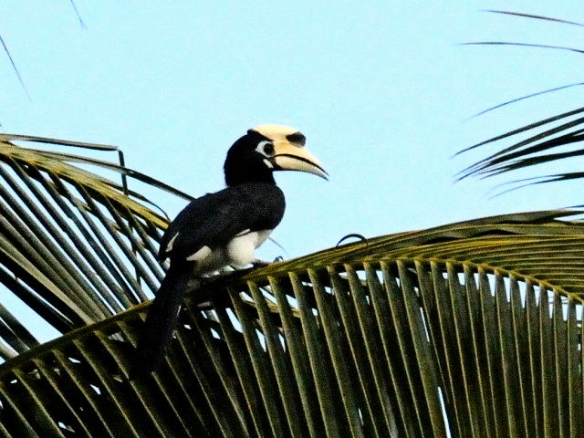 ① キタカササギサイチョウ ♂　成鳥　ランカウイ島　マレーシア　Pulau Langkawi, Malaysia　　2010/06/01　Photo by Kohyuh