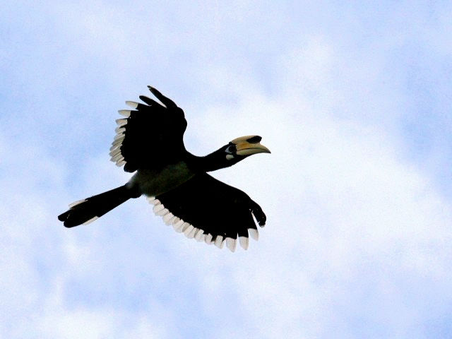 ④ キタカササギサイチョウ ♂　成鳥　ランカウイ島　マレーシア　Pulau Langkawi, Malaysia　　2010/06/01　Photo by Kohyuh