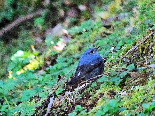 ② カワビタキ ♂　Alishan National Forest Recreation Area, Taiwan　2012/03/03　Photo by Kohyuh