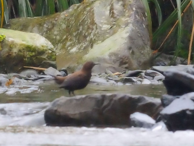 カワガラス成鳥（２態-1）　五峰旗瀑布　宜蘭県　台湾　Wufengchi Waterfall, Yilan County, Taiwan　2015/02/04　Photo by Kohyuh