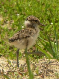 ケリの雛 （幼鳥）