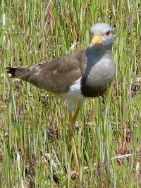 《ケリ　成鳥》　写真はクリックで拡大する