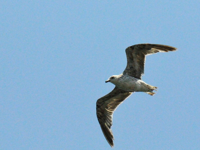 キアシセグロカモメ　（５態-4）　海浜公園にて　2015/06/13　