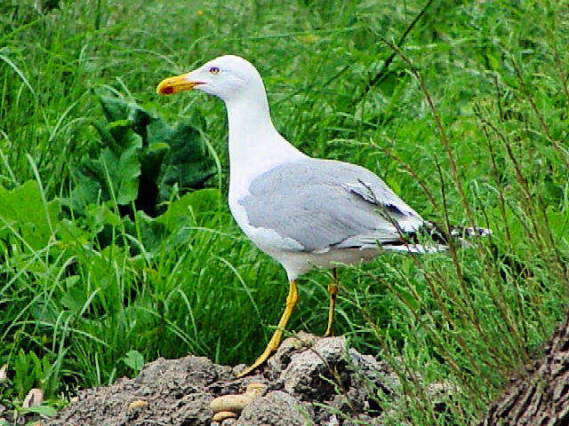 @ LAVZOJ@@J}Onс@tX@Camargue, France@2004/05/02@Photo by Kohyuh