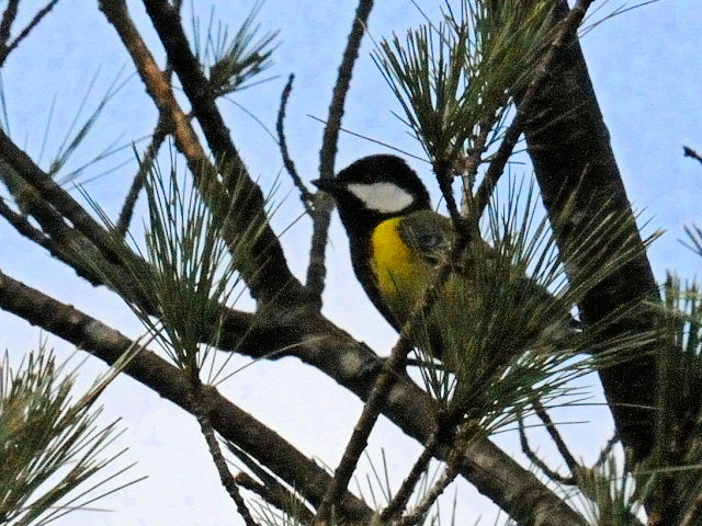 ① キバラシジュウカラ  ♂　成鳥　観景台　大雪山林道　台湾　Observation Deck, Dasyueshan Byroad, Taiwan　2012/03/01　Photo by Kohyuh