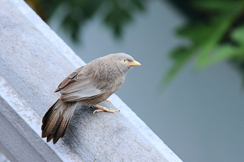 キバシヤブチメドリ（３態-1）　モラガラ・ビーチ近郊のホテルの庭　ベルワラ　スリランカ　Hotel's garden near by Moragalla Beach, Beruwala, Sri Lanka　2019/01/23　Photo by Kohyuh