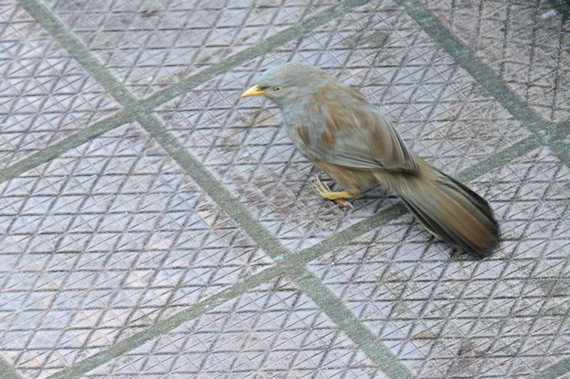 キバシヤブチメドリ（３態-2）　モラガラ・ビーチ近郊のホテルの庭　ベルワラ　スリランカ　Hotel's garden near by Moragalla Beach, Beruwala, Sri Lanka　2019/01/23　Photo by Kohyuh