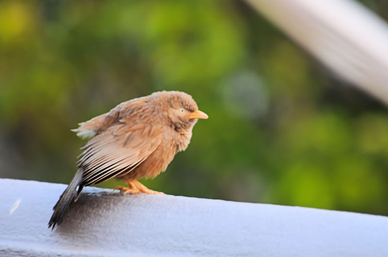 キバシヤブチメドリ（３態-3）　モラガラ・ビーチ近郊のホテルの庭　ベルワラ　スリランカ　Hotel's garden near by Moragalla Beach, Beruwala, Sri Lanka　2019/01/23　Photo by Kohyuh