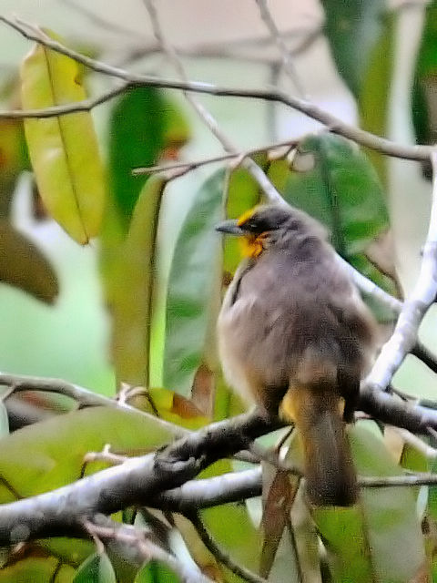 ① キビタイヒヨドリ　成鳥　ジャンダ・バイク　マレーシア　Janda Baik, Malaysia　　2010/05/23　Photo by Kohyuh