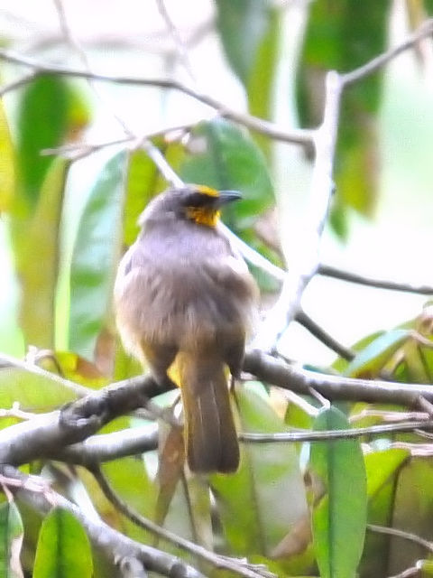 ② キビタイヒヨドリ　成鳥　ジャンダ・バイク　マレーシア　Janda Baik, Malaysia　　2010/05/23　Photo by Kohyuh