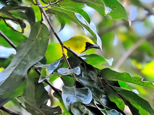 ① アオバネコノハドリ ♂　成鳥　カオヤイ国立公園　タイ　Khao Yai National Park, Thailand　2014/01/28　Photo by Kohyuh